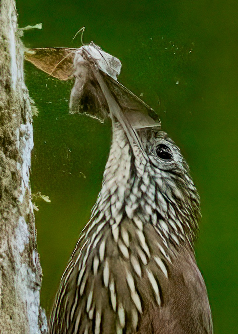 Montane Woodcreeper - ML542376961