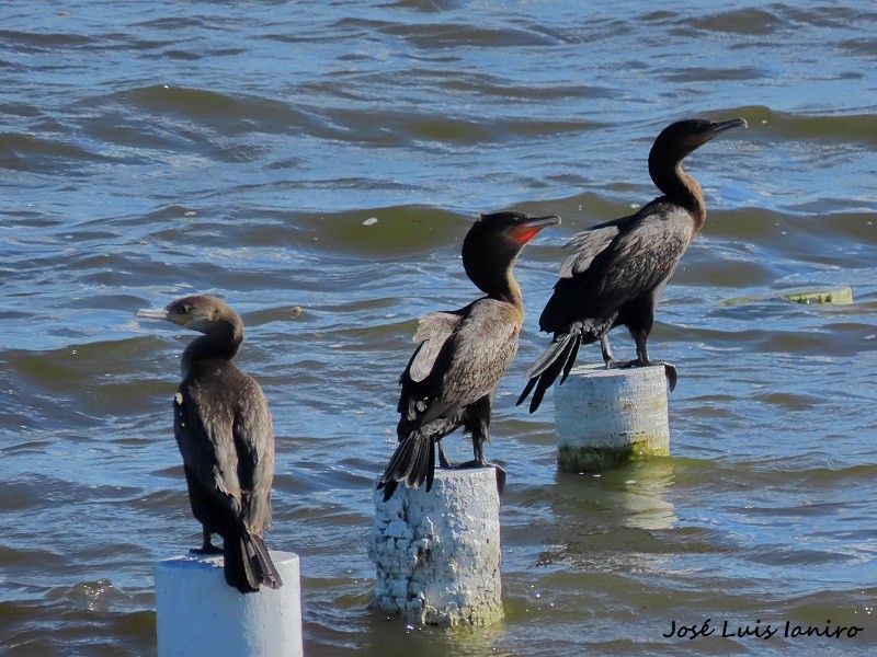 Cormorán Biguá - ML542377991