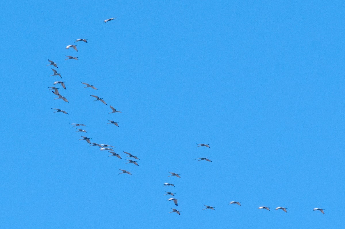 Sandhill Crane - ML542378201