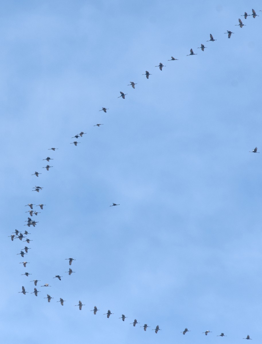 Sandhill Crane - ML542378211