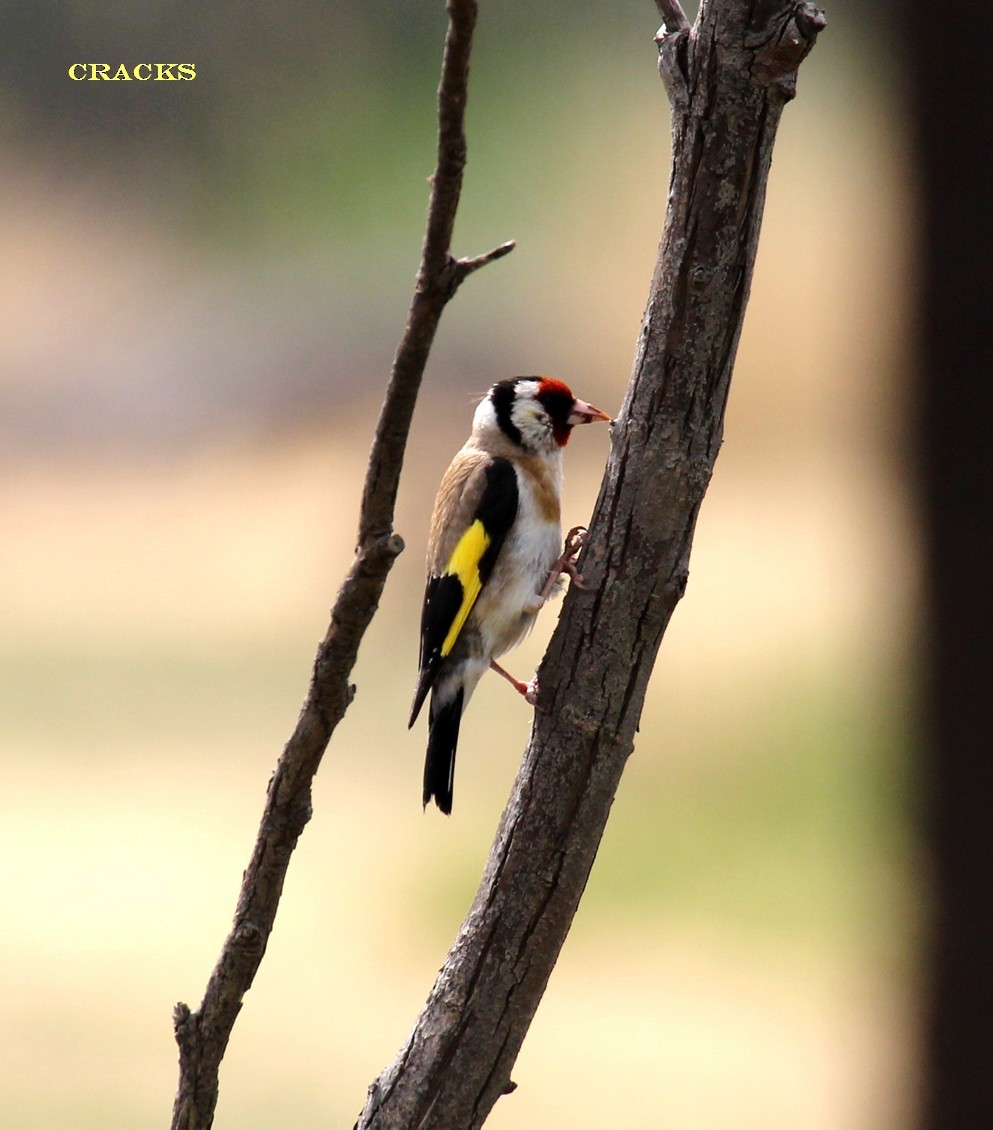 European Goldfinch - ML54237891