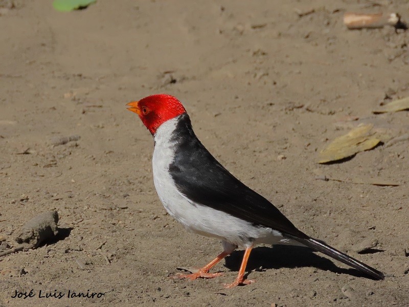 Yellow-billed Cardinal - ML542381361