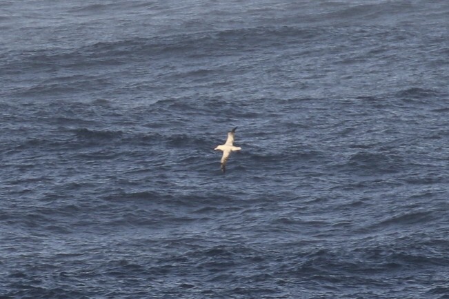 large albatross sp. - ML542381691