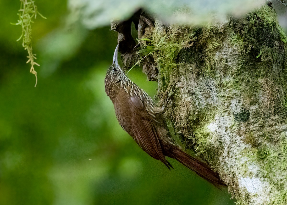 Montane Woodcreeper - ML542381931