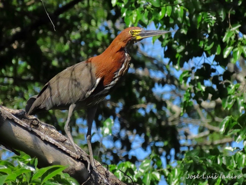 Rufescent Tiger-Heron - José Luis Ianiro