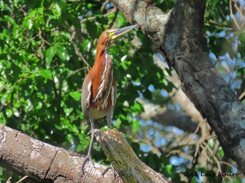 Rufescent Tiger-Heron - José Luis Ianiro