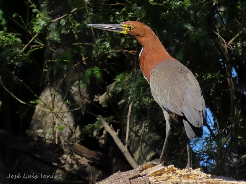 Rufescent Tiger-Heron - José Luis Ianiro