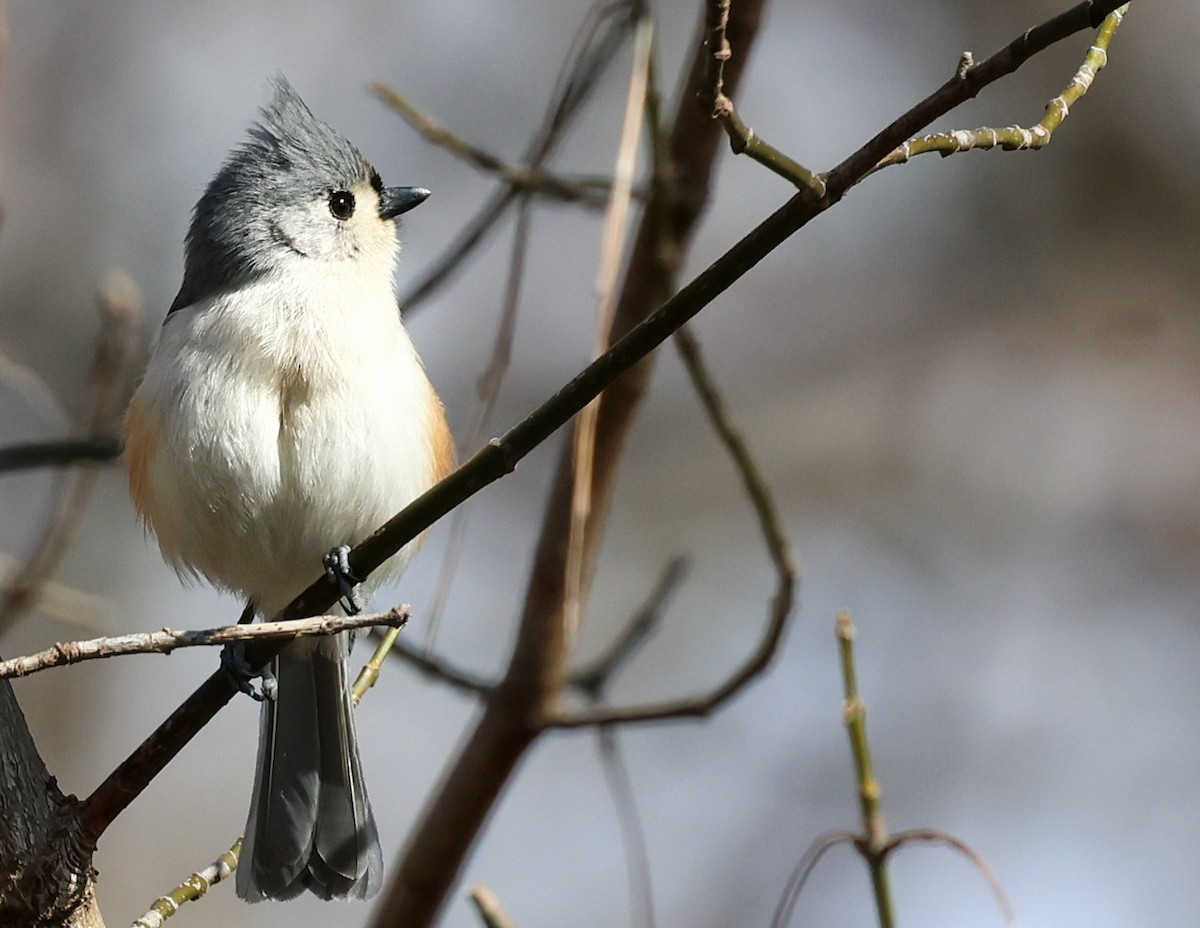 Tufted Titmouse - ML542383061