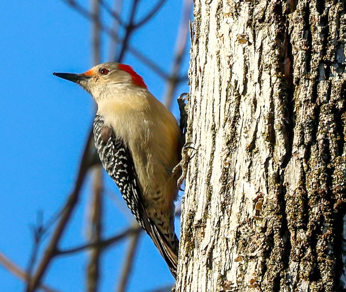 Red-bellied Woodpecker - ML542383281