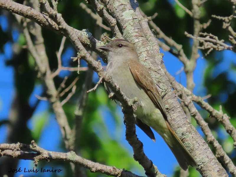 Crowned Slaty Flycatcher - José Luis Ianiro