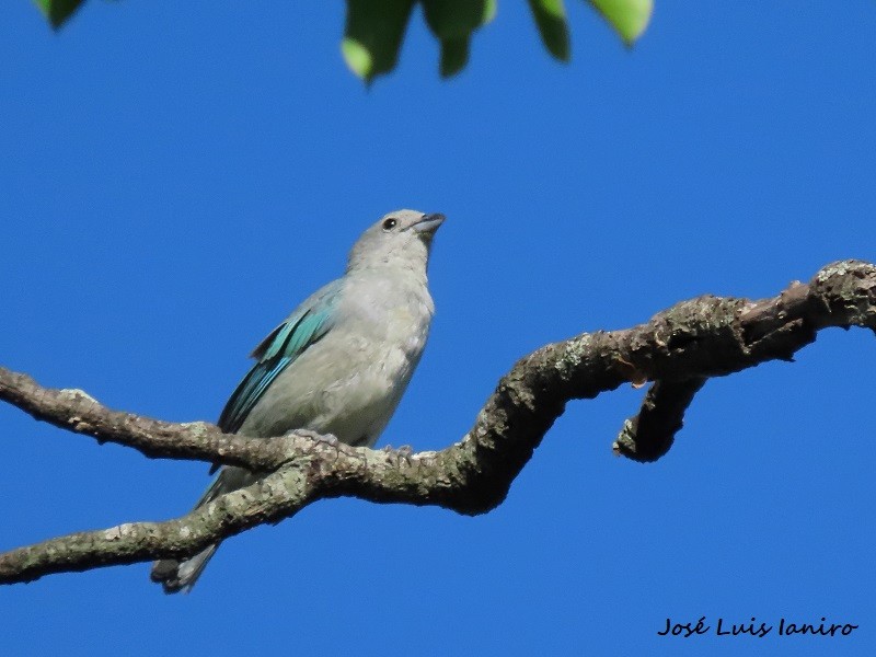 Sayaca Tanager - ML542384001