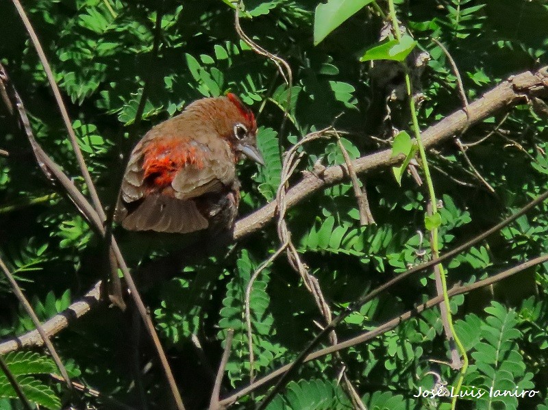 Red-crested Finch - José Luis Ianiro