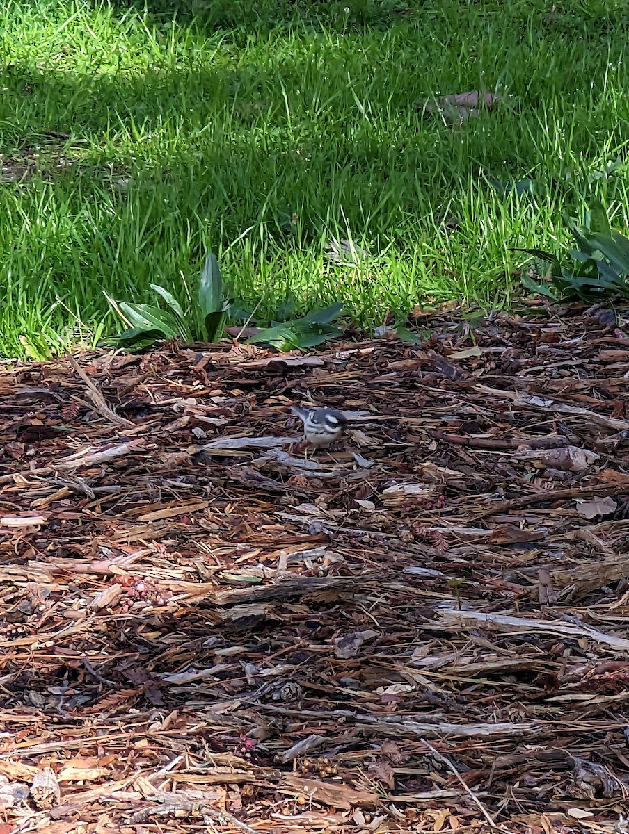 Black-throated Gray Warbler - ML542384341