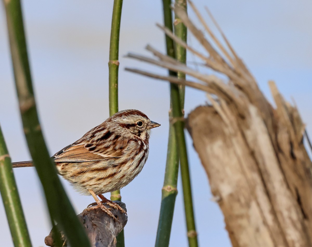 Song Sparrow - ML542385111