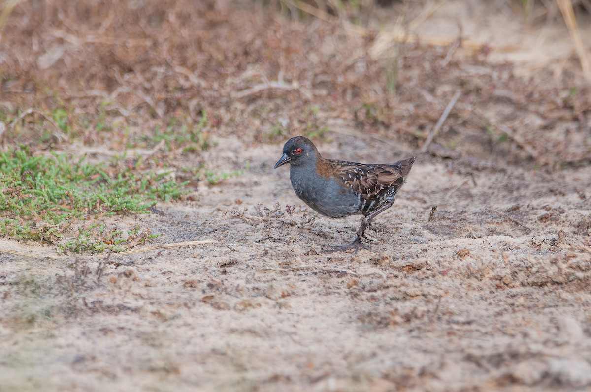 Dot-winged Crake - ML542385971