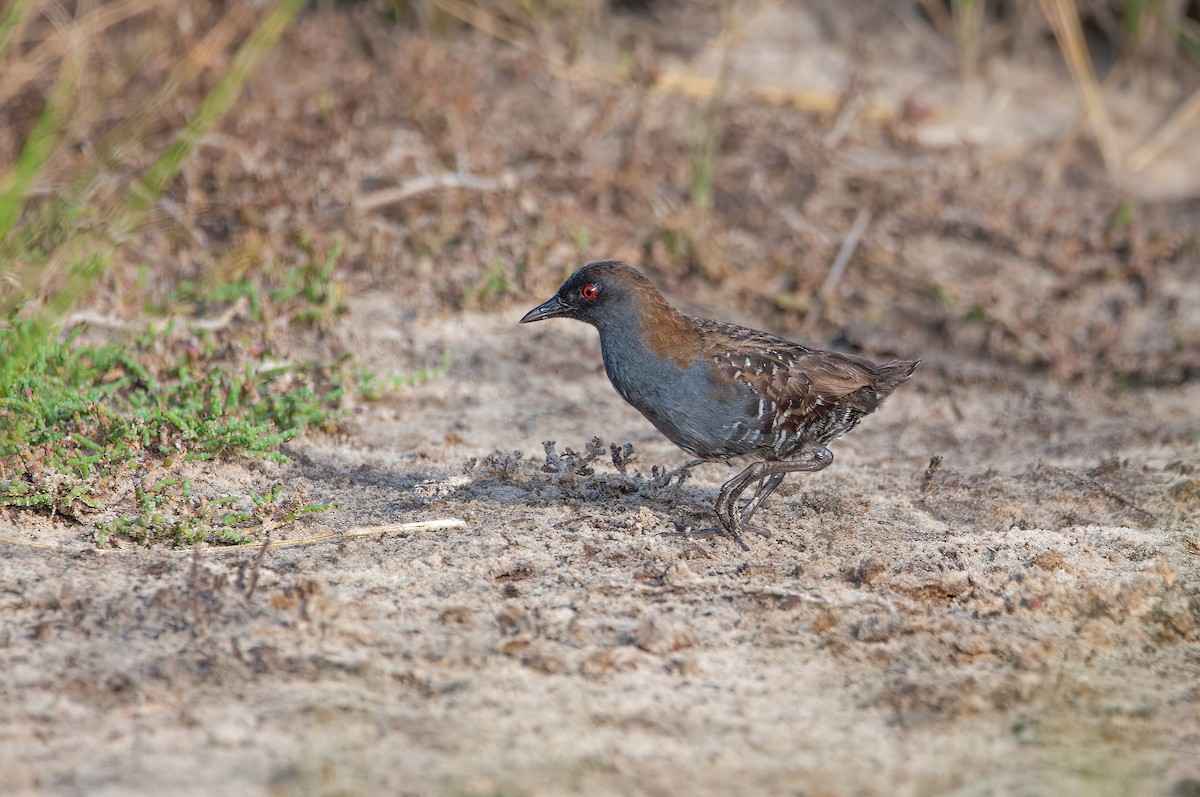 Dot-winged Crake - Raphael Kurz -  Aves do Sul