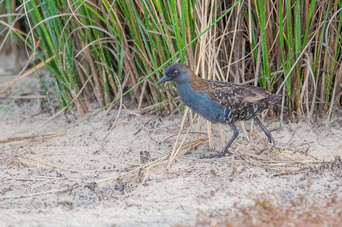 Dot-winged Crake - ML542386011