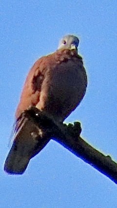 Red Collared-Dove - Brian Iverson