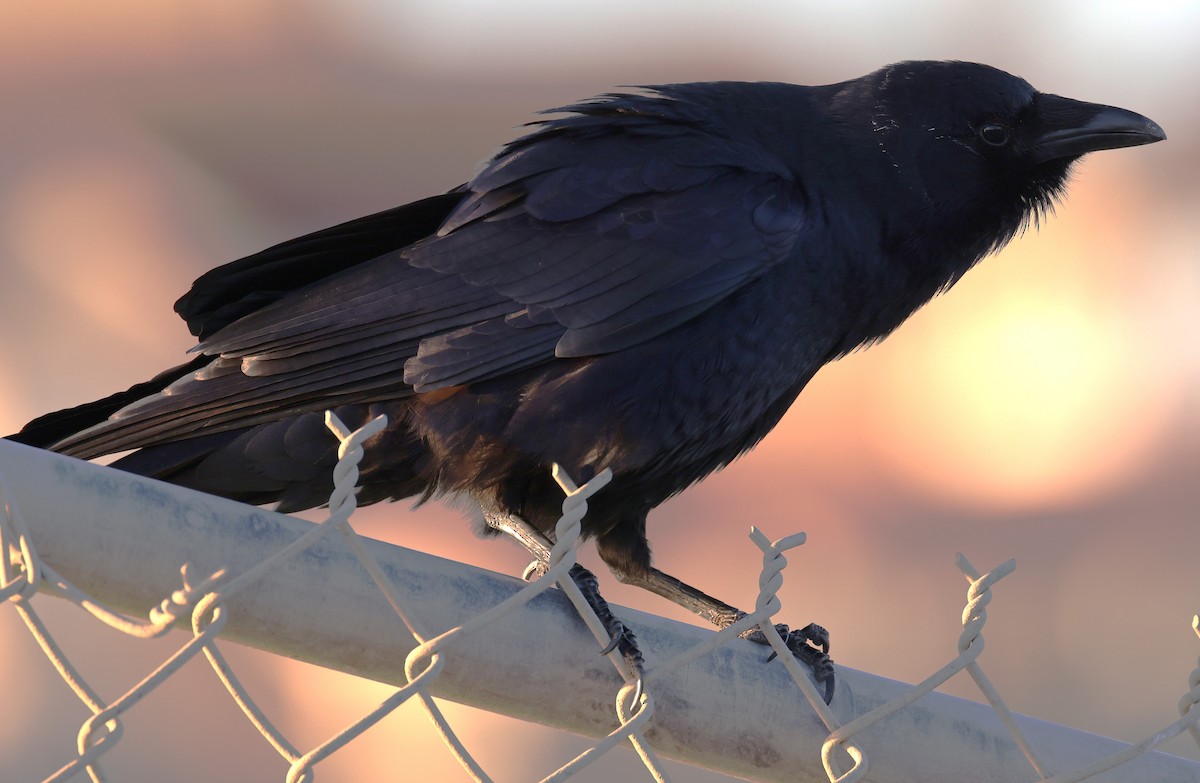 Fish Crow - ML542387701