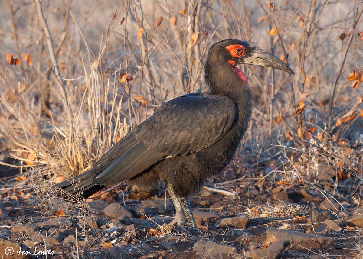 Southern Ground-Hornbill - ML542387841