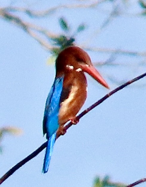 White-throated Kingfisher - Brian Iverson