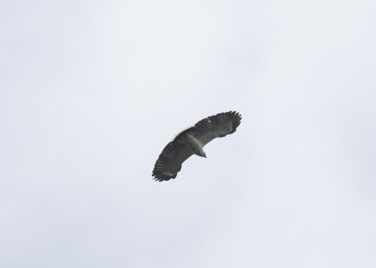 White Hawk (Black-tailed) - ML542391521