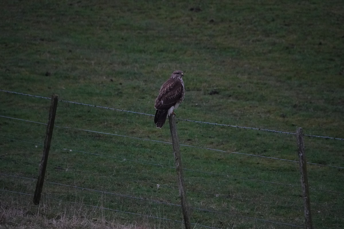 Common Buzzard - ML542392451