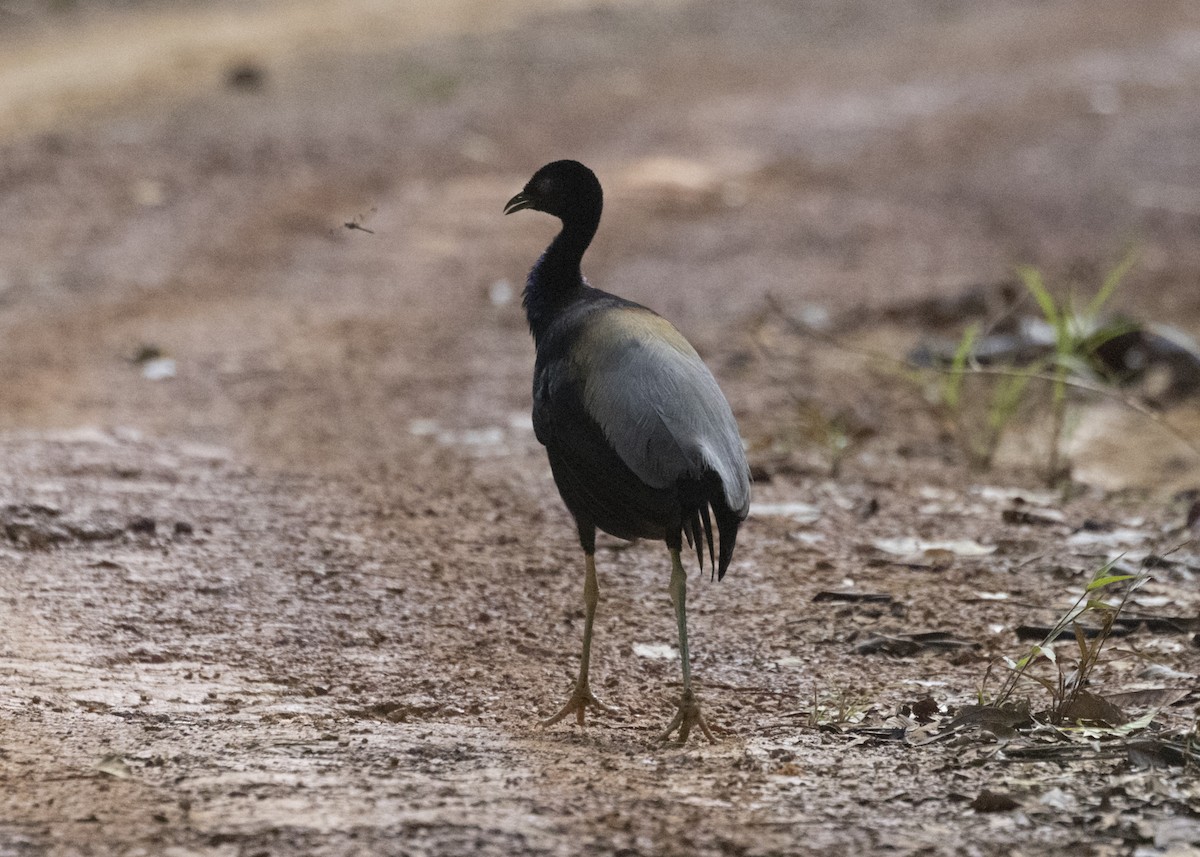 Gray-winged Trumpeter (Gray-winged) - Silvia Faustino Linhares