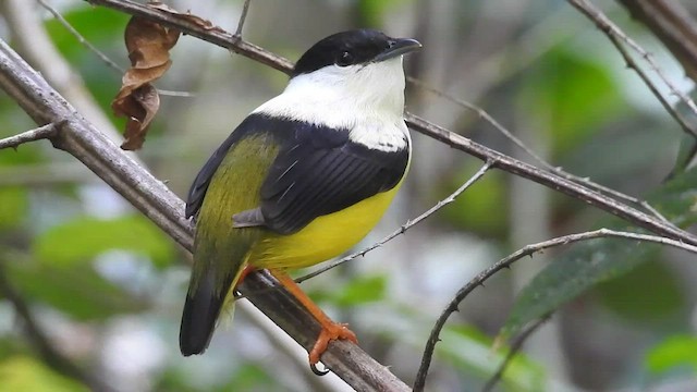 Manakin à col blanc - ML542395301