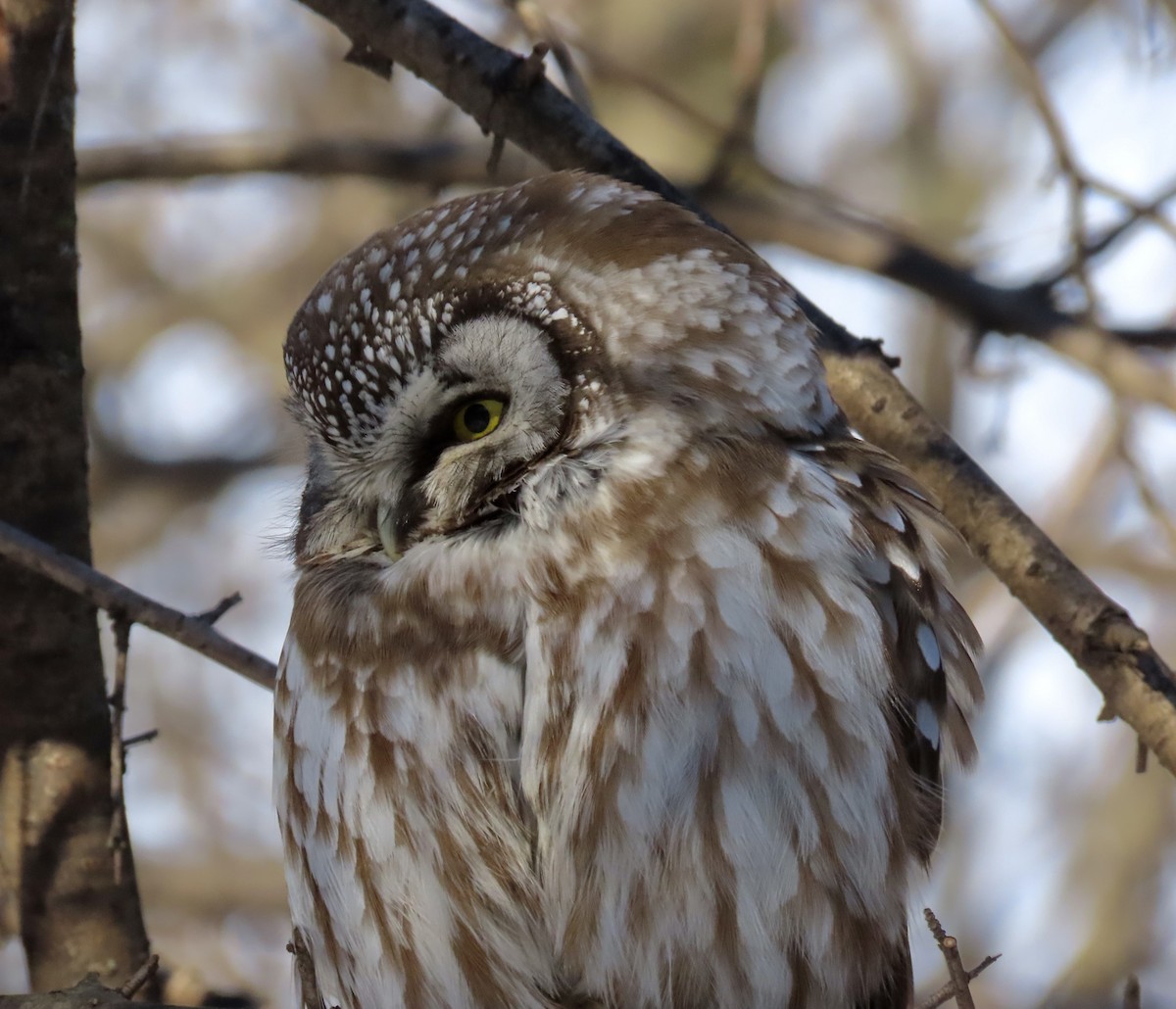 Boreal Owl - ML542396491