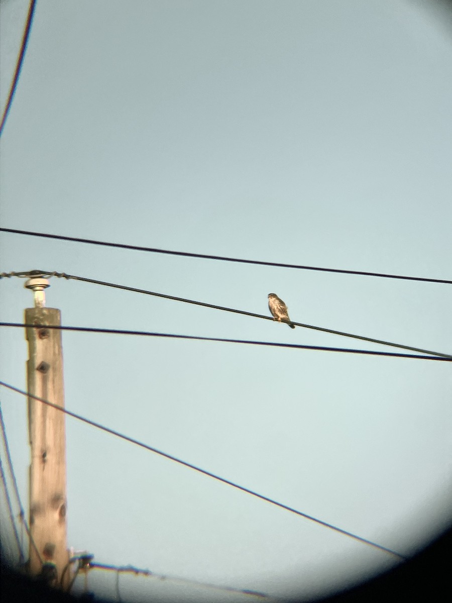 Merlin - ML542396891