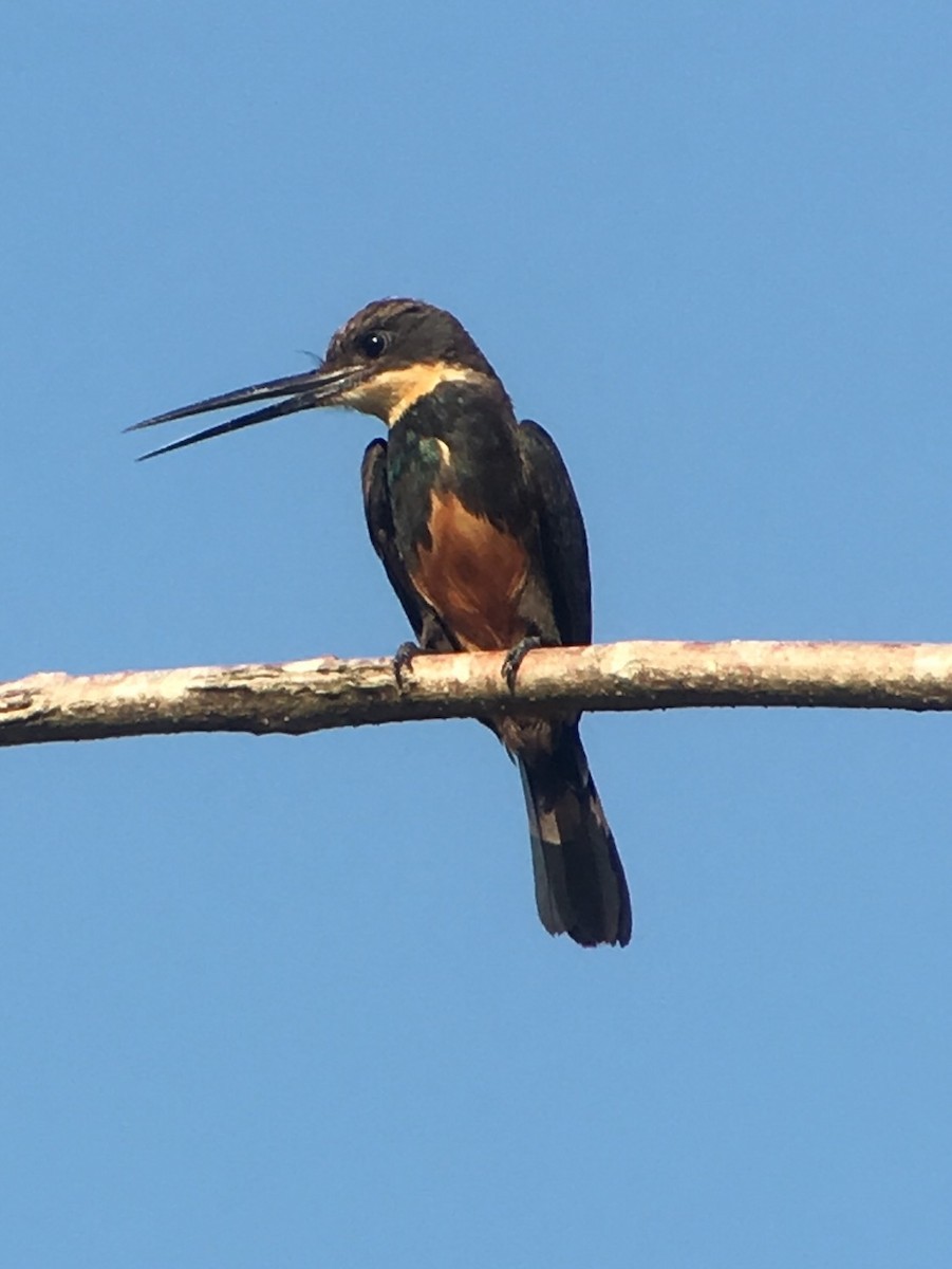 Dusky-backed Jacamar - Domiciano Alveo - www.whitehawkbirding.com
