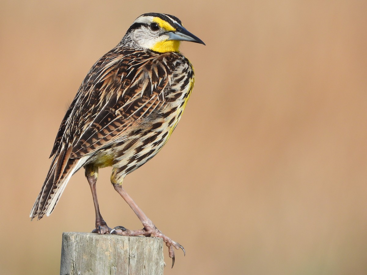 Eastern Meadowlark - ML542398191