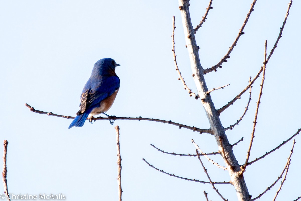 Eastern Bluebird - ML542398421