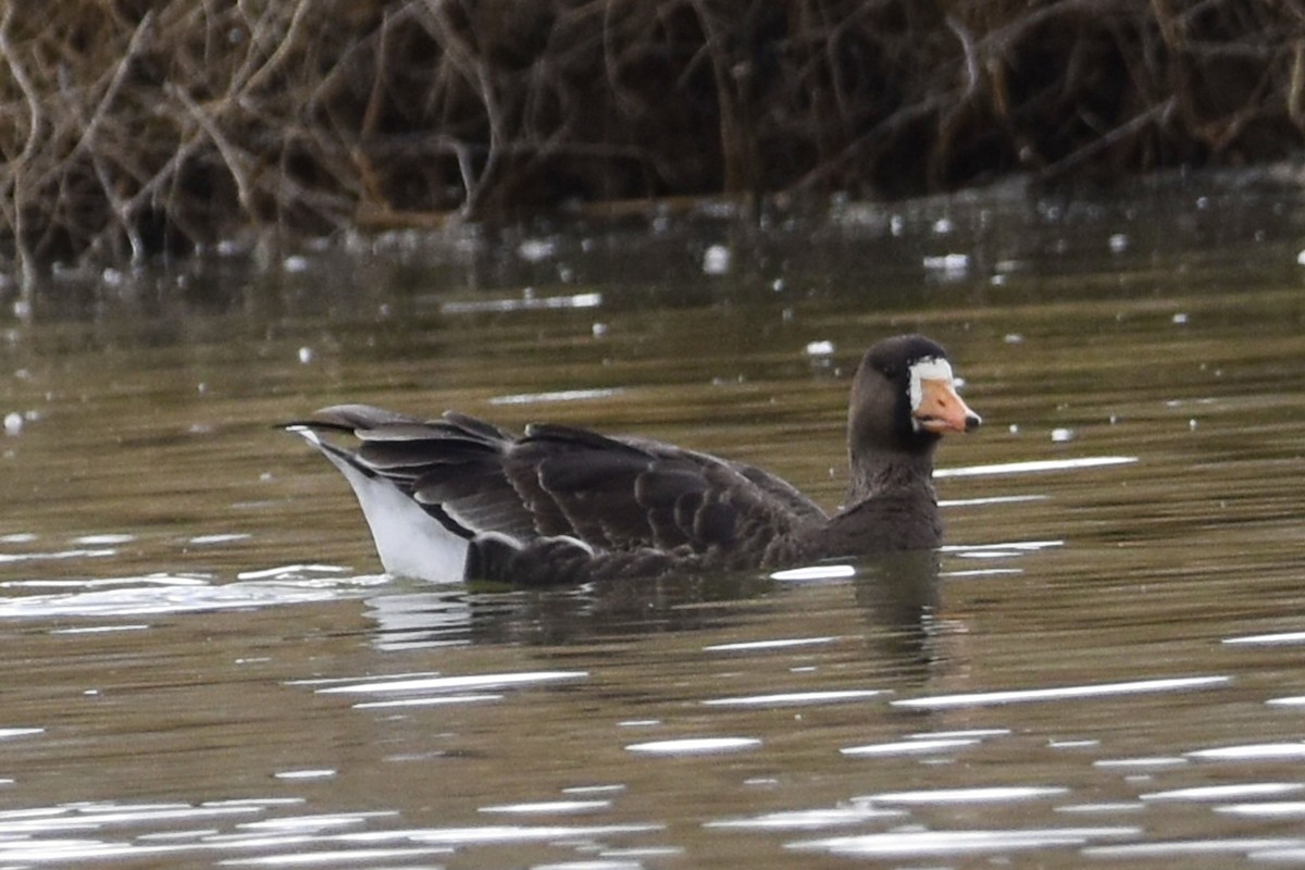 Greater White-fronted Goose - ML542398441