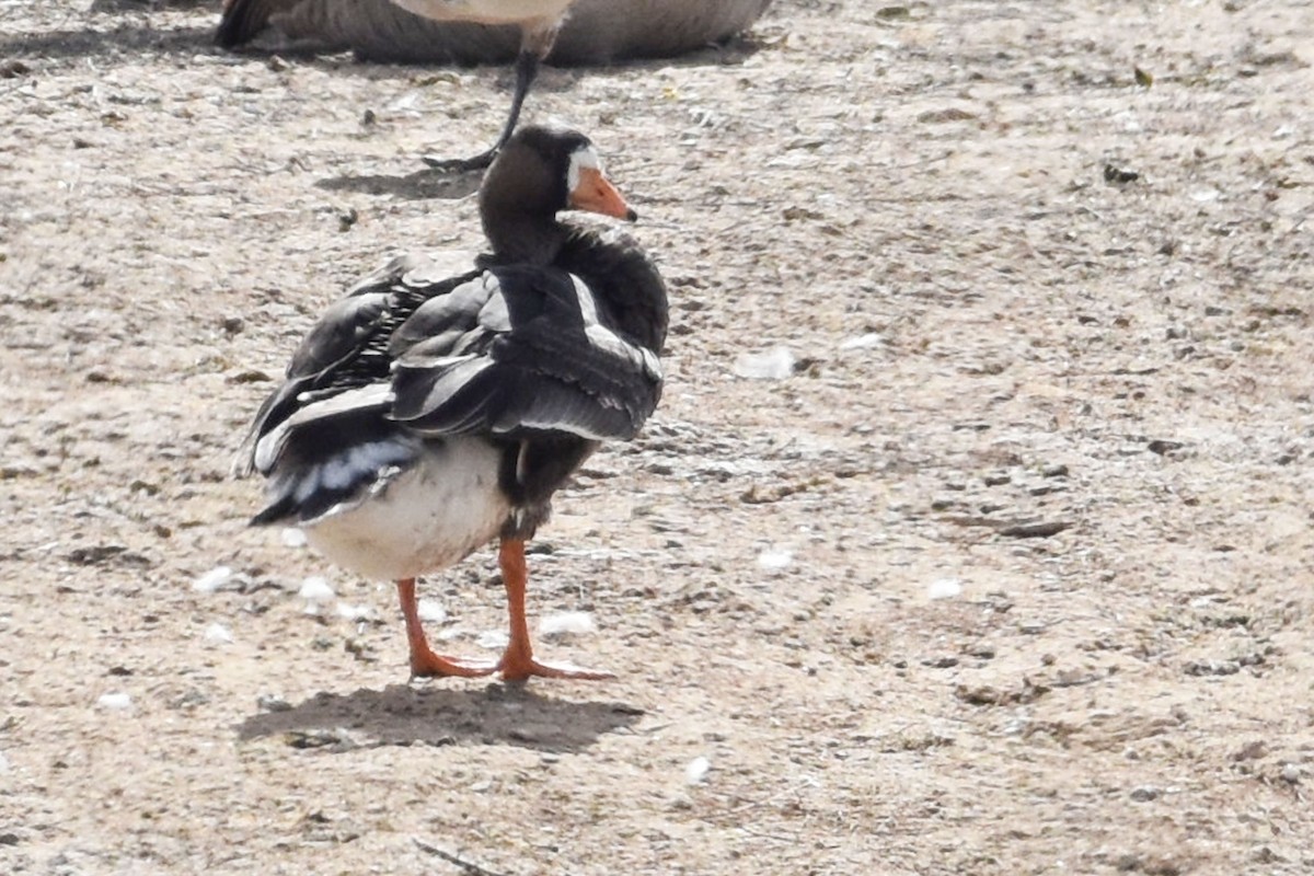 Greater White-fronted Goose - ML542398451