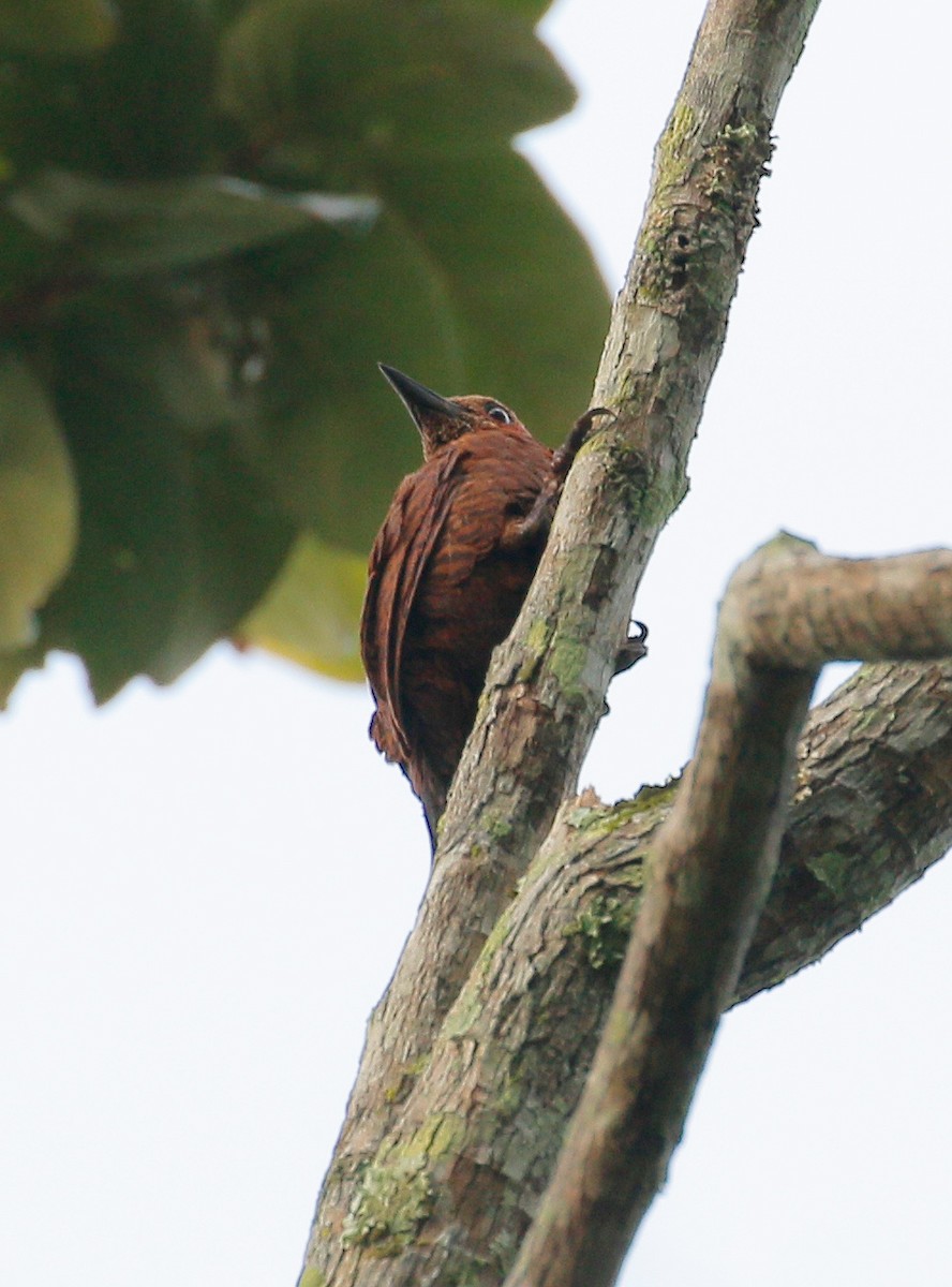 Rufous Woodpecker - Neoh Hor Kee