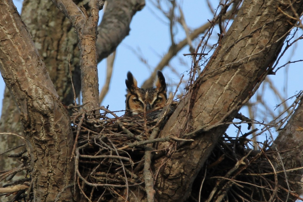 Great Horned Owl - ML542400541