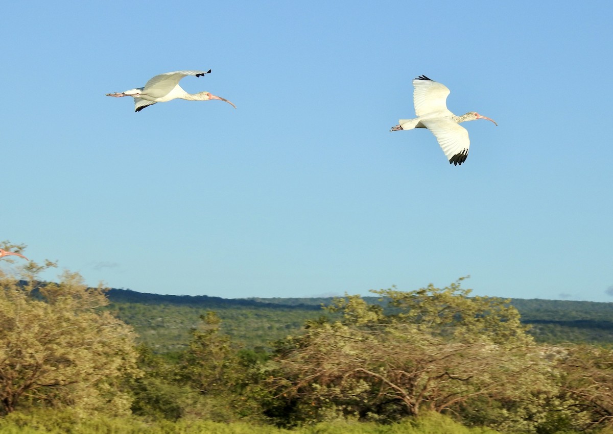 Ibis blanc - ML542400741