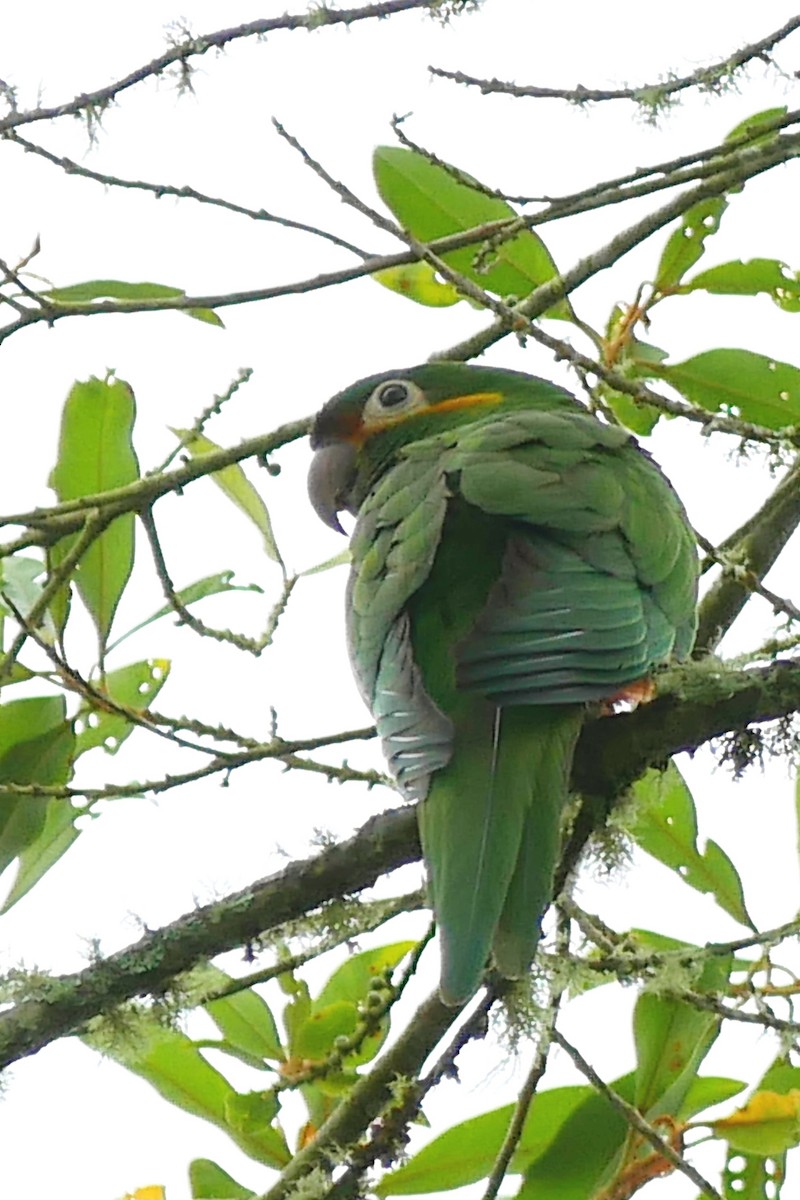 Golden-plumed Parakeet - ML542401081