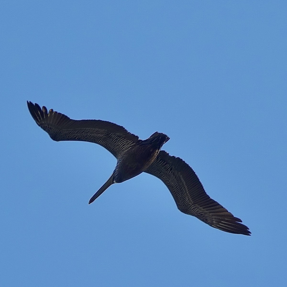 Brown Pelican - ML542401301