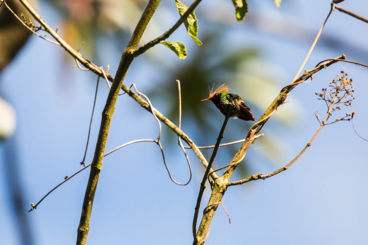 Rufous-crested Coquette - Melissa McMasters