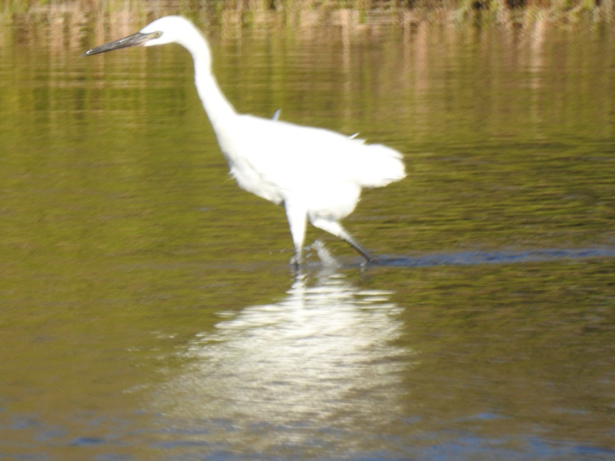 Aigrette roussâtre - ML542402021