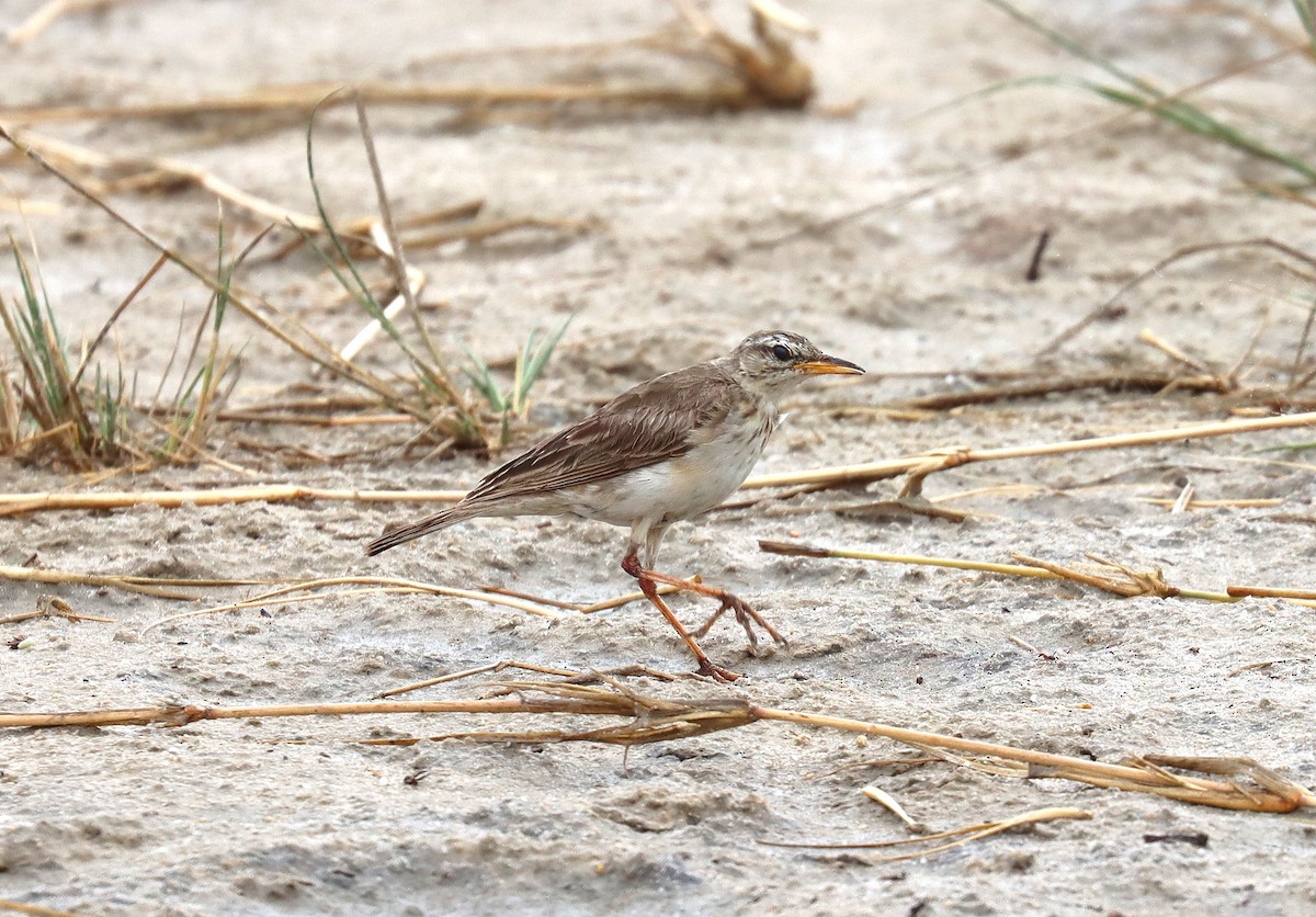 Long-legged Pipit - ML542402221