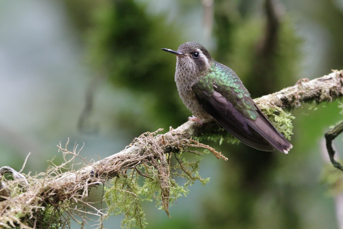 Speckled Hummingbird - Andy Dettling