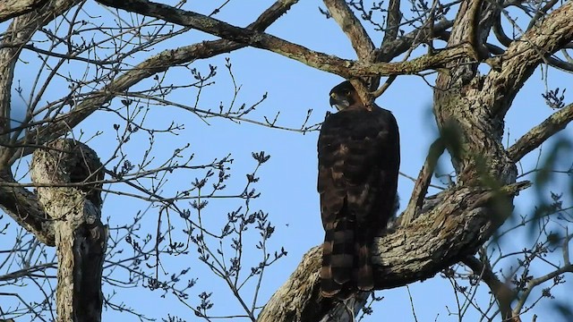 Ornate Hawk-Eagle - ML542402901