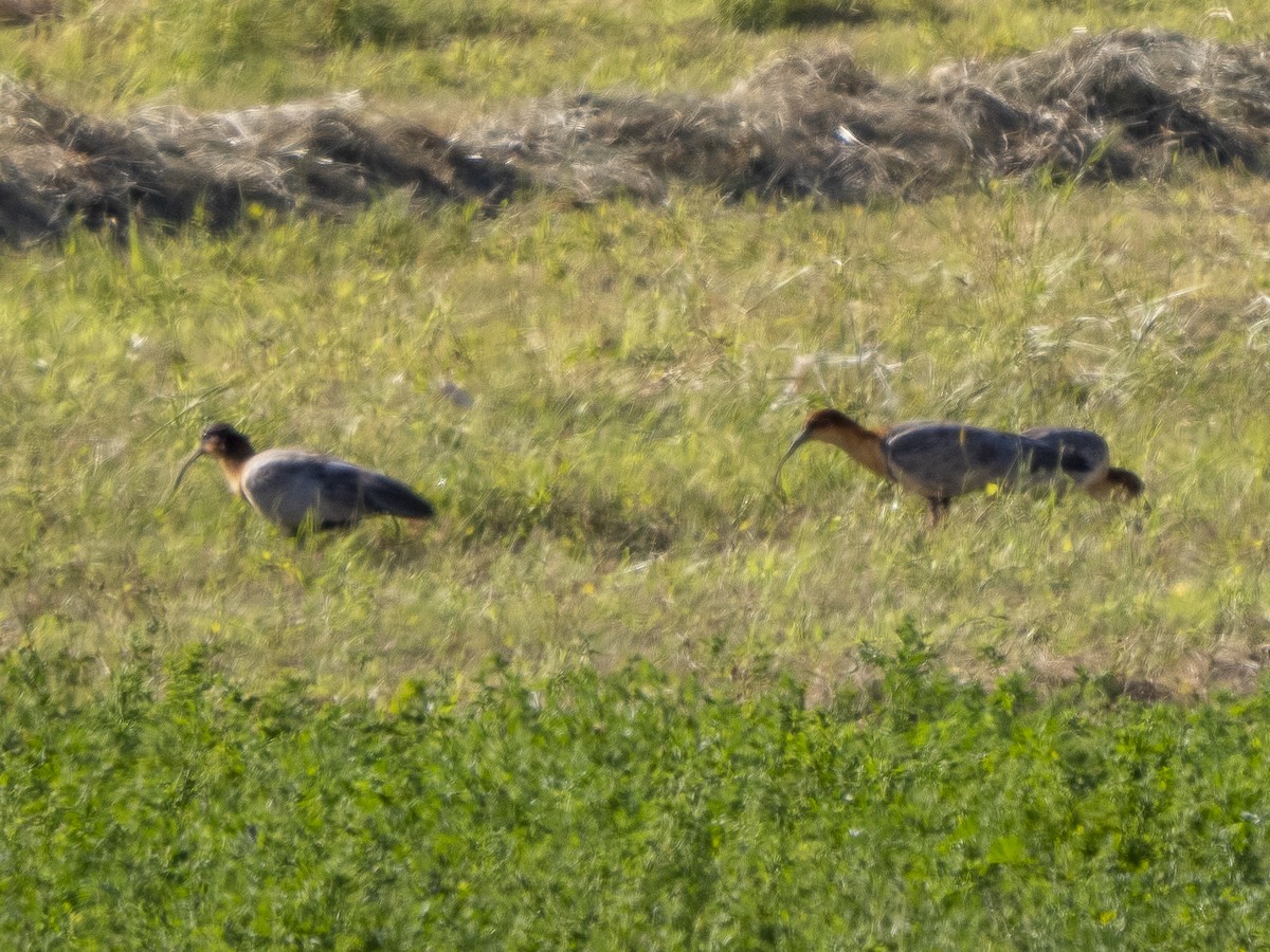 ibis šedokřídlý - ML542403621