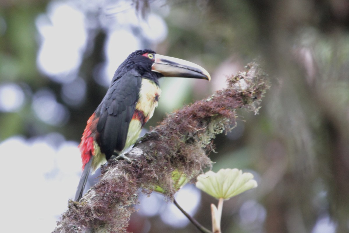 Collared Aracari (Pale-mandibled) - ML542404341