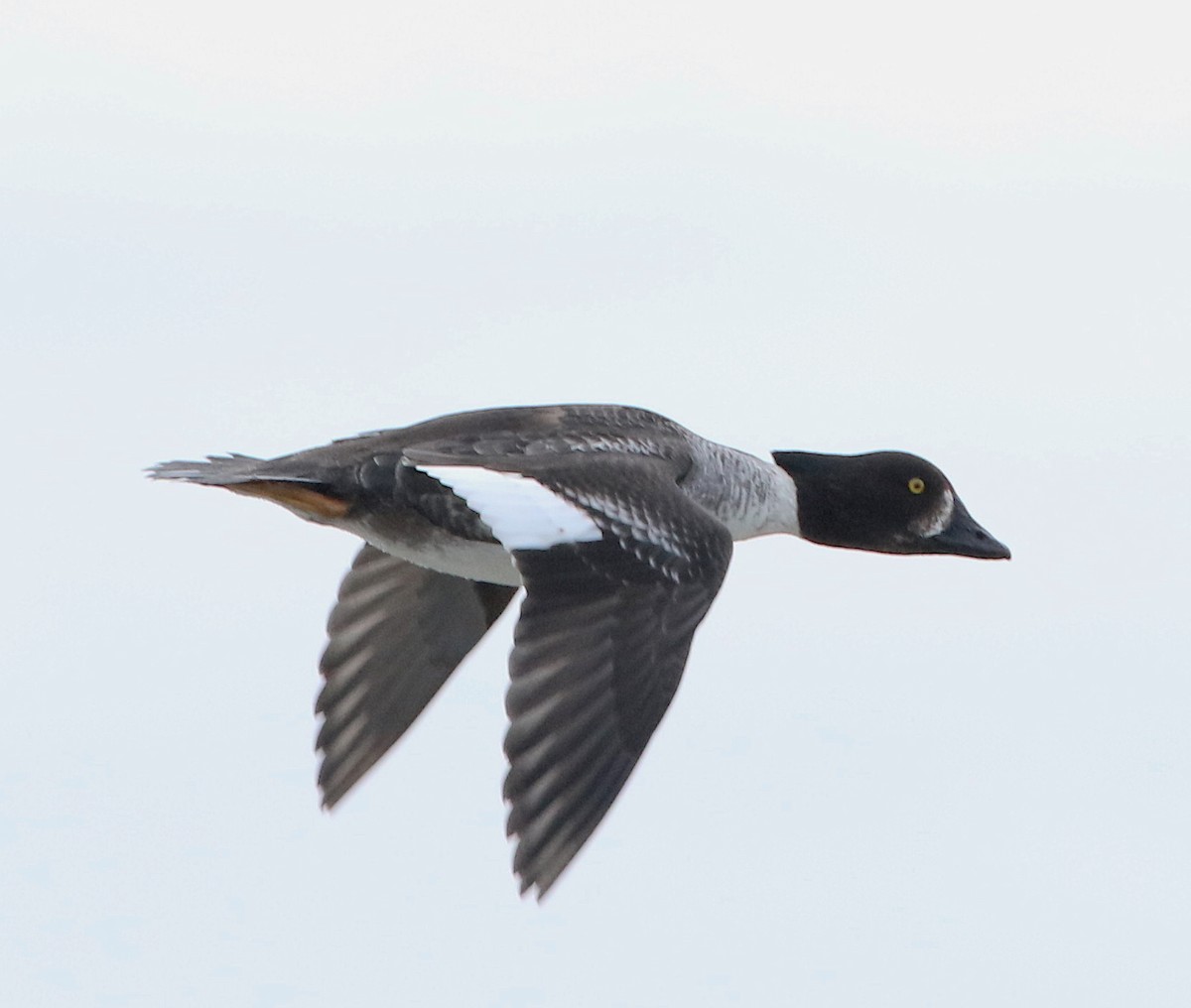 Barrow's Goldeneye - ML542404901