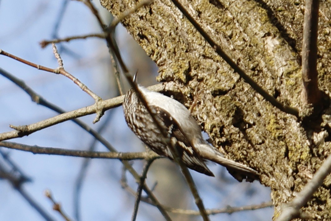 Brown Creeper - ML542405271